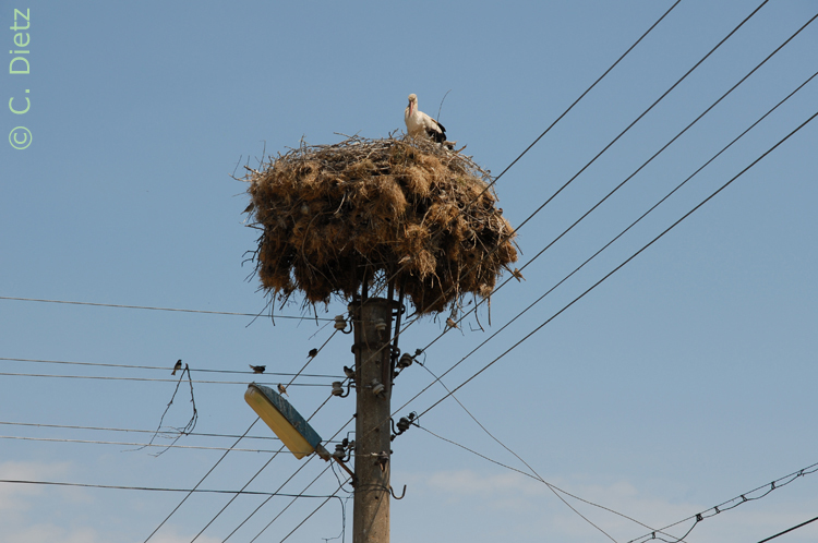 Storch © C.Dietz