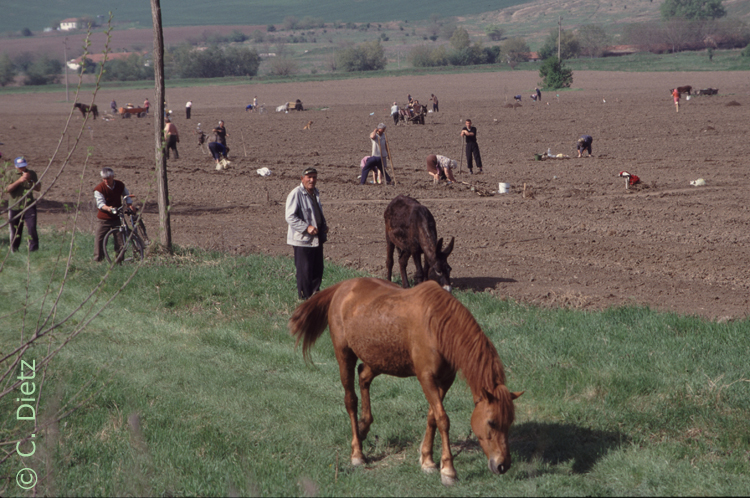 Feldarbeit © C.Dietz