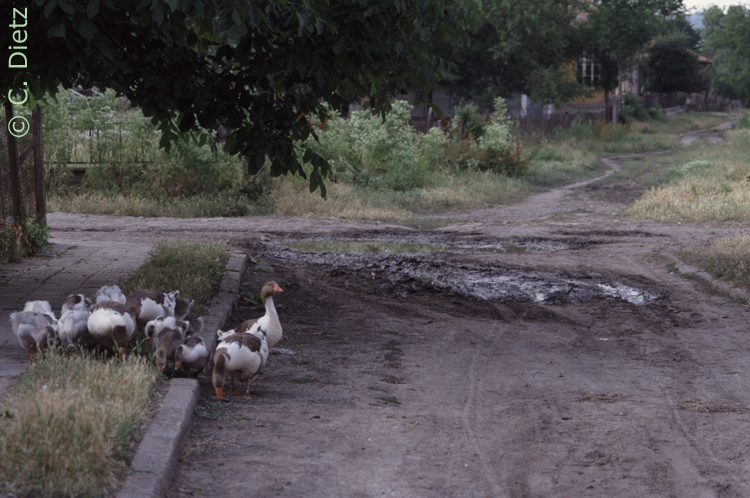 Gänse © C.Dietz