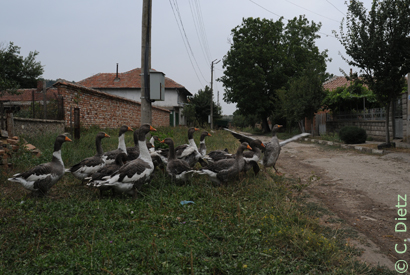 Gänse © C.Dietz