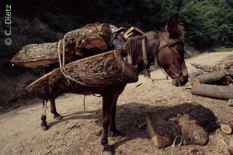 Holztransport © C.Dietz