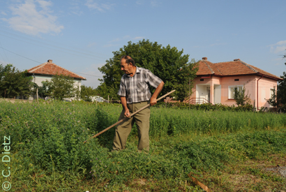 Luzerneernte © C.Dietz