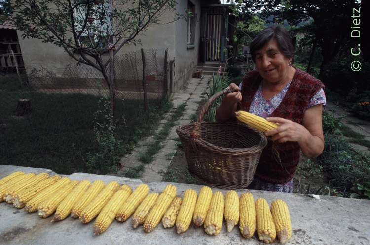 Maisernte © C.Dietz