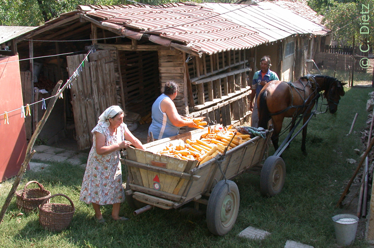 Maisernte © C.Dietz