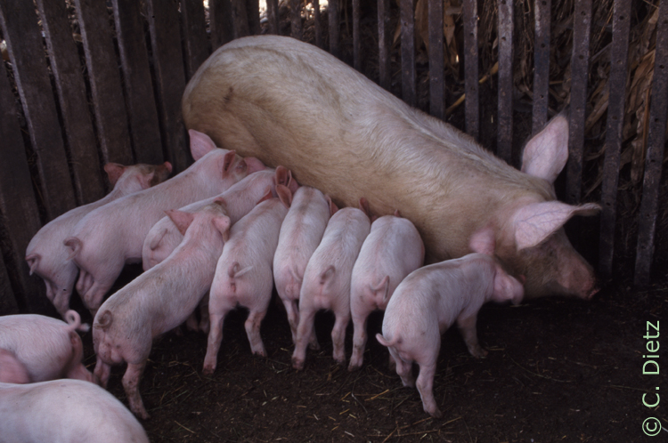 Schweine © C.Dietz