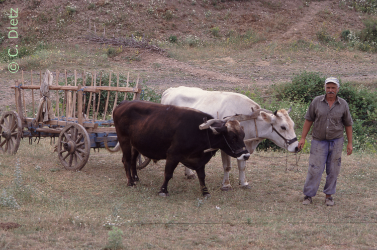 Ochsengespann © C.Dietz