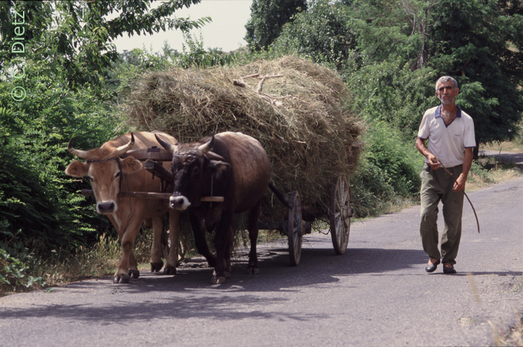 Ochenkarren © C.Dietz