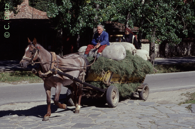 Pferdekustche © C.Dietz