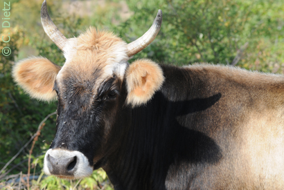 Rhodopnerind © C.Dietz