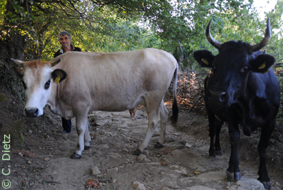 Ribino Hohlweg © C.Dietz