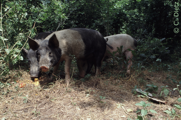 Schweine im Strandja © C.Dietz
