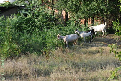 Ziegenbeweidung © C.Dietz