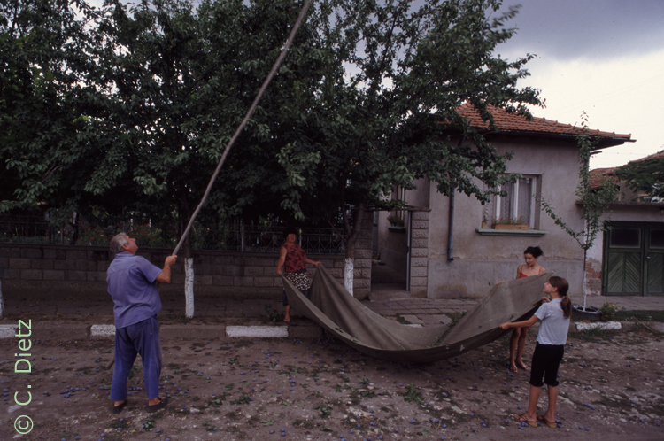 Zwetschgenernte © C.Dietz