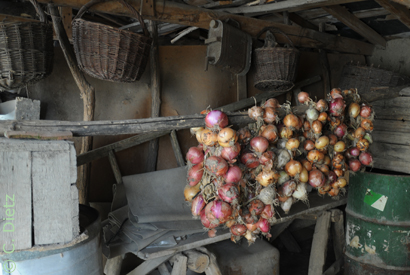 Zwiebelzoepfe © C.Dietz