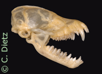 Myotis Sch&auml;del