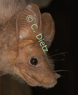 Rhinopoma microphyllum lateral (c) C. Dietz