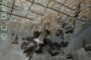 Rhinopoma microphyllum roost (c) C. Dietz