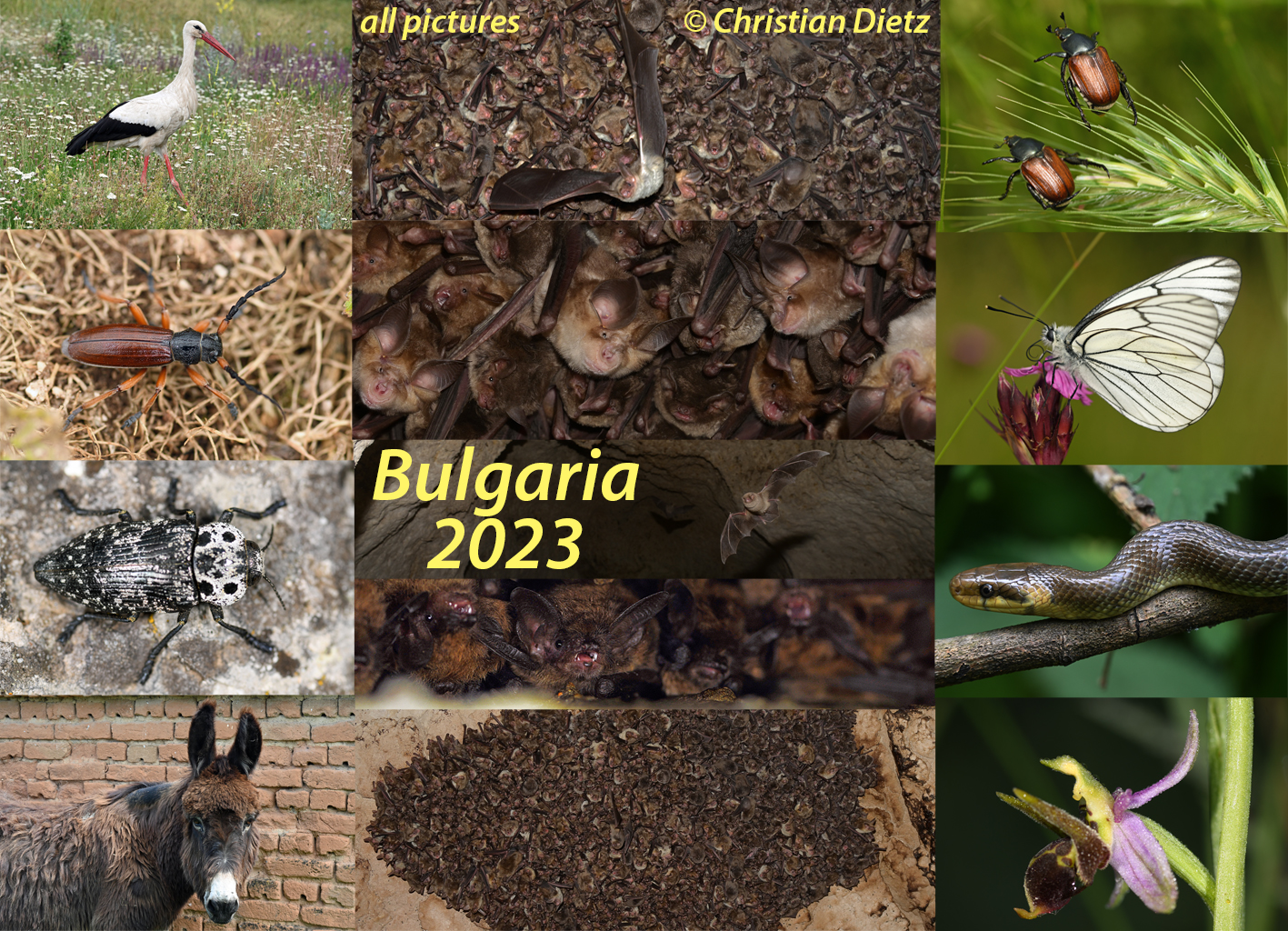 Bulgarien 2023