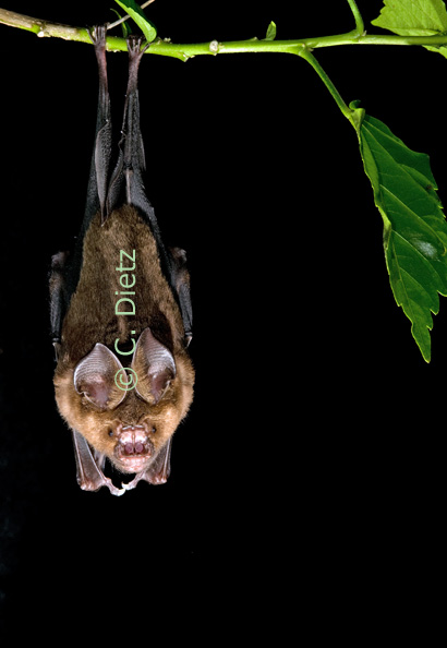 Hipposideros armiger (c) C.Dietz