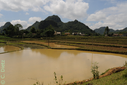 rice field