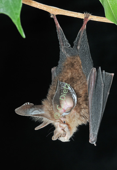 Rhinolophus paradoxolophus (c) C.Dietz