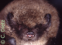 Myotis mystacinus ohne Ohrmuscheln