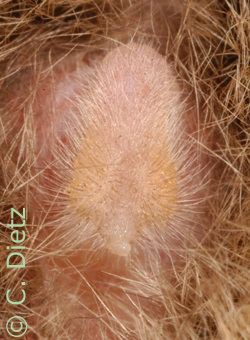 Pipistrellus spec penis.jpg