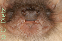 Plecotus macrobullaris chin